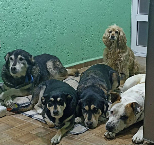 Benji, Celia Y Negra