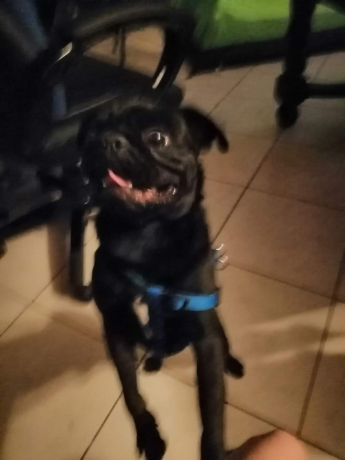 Panfilo