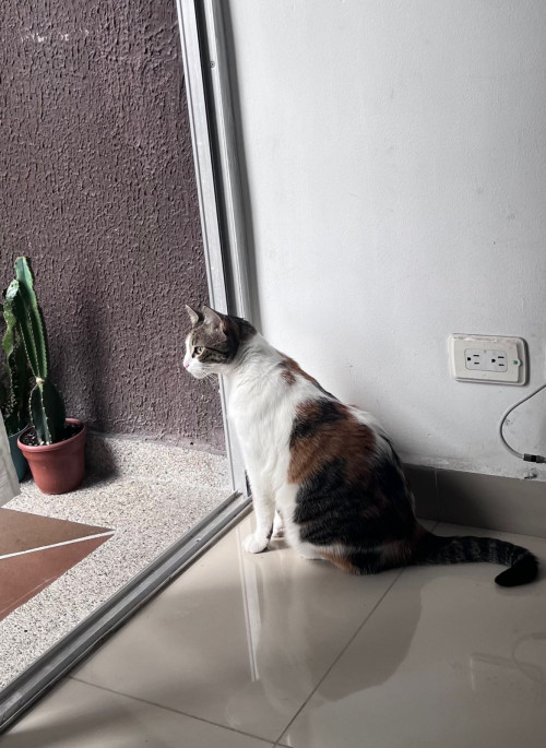 Pola