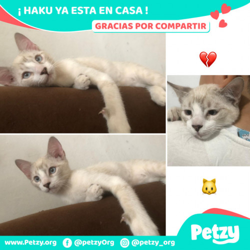 Foto de mascota Haku