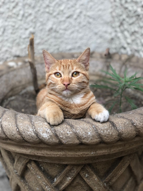 Tato