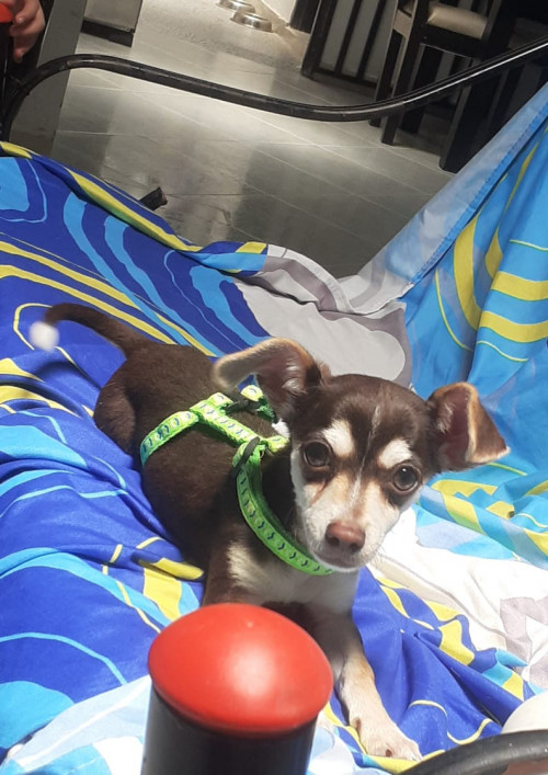 Max