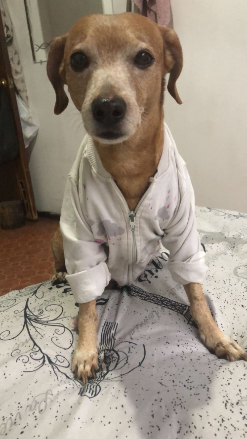 Tomy