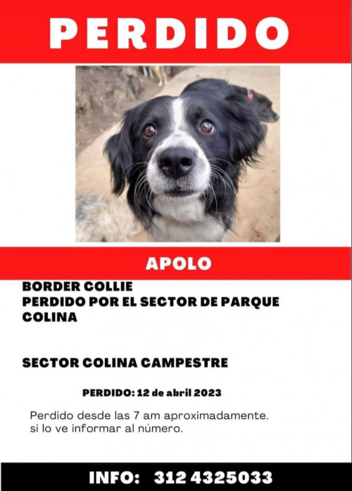 Apolo