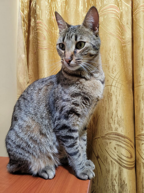 Arya