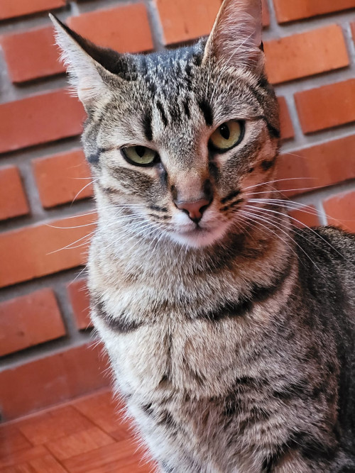 Arya