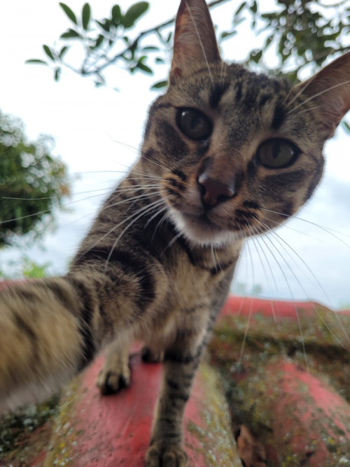 Arya