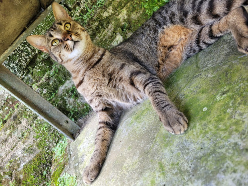 Arya