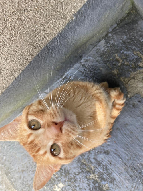 Max