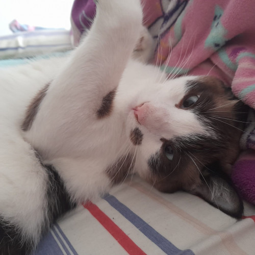 Neko