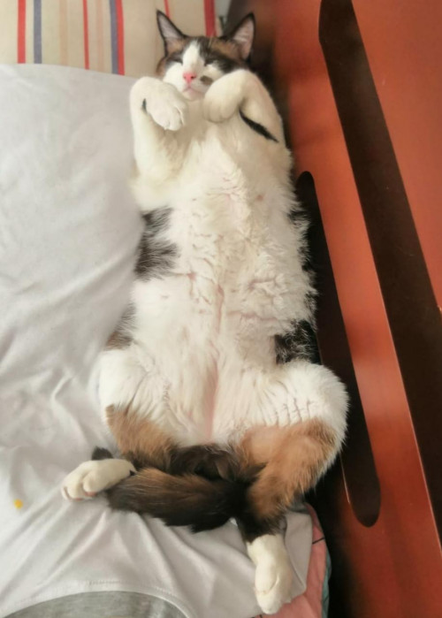 Neko