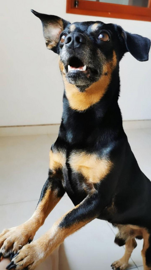 Goofy