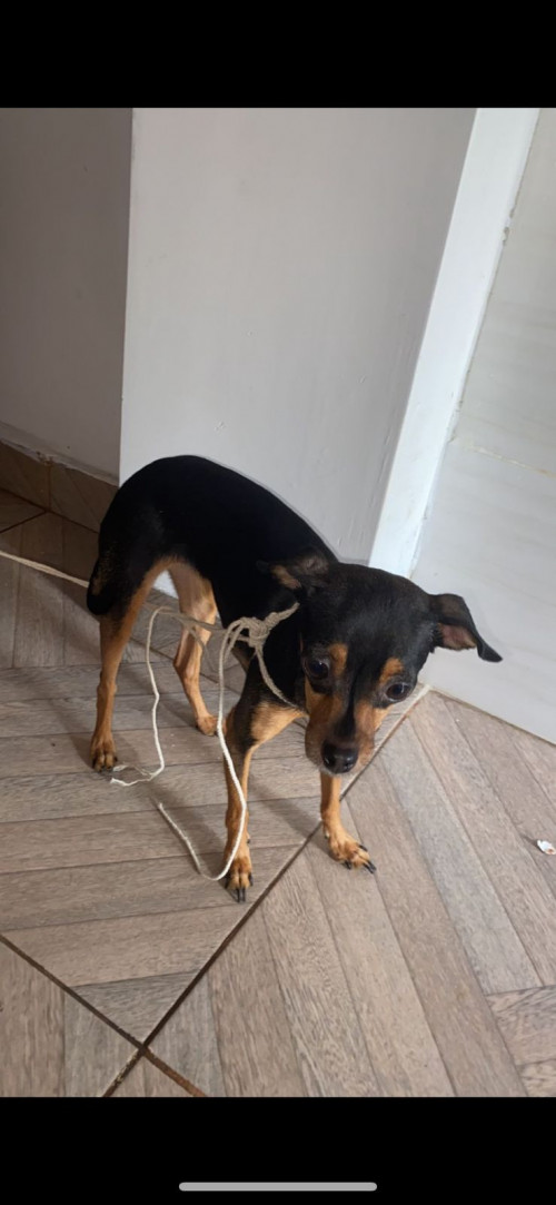Niña