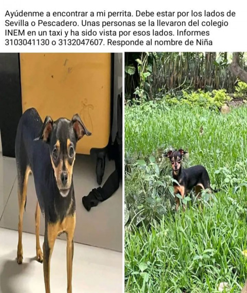 Niña