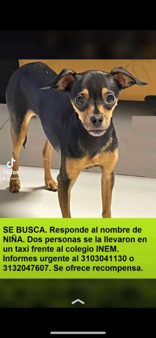Niña