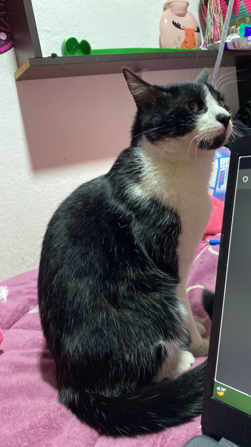 Tom