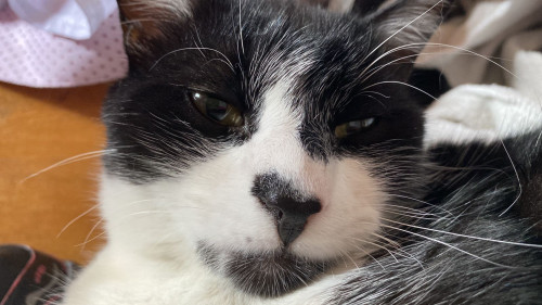 Tom
