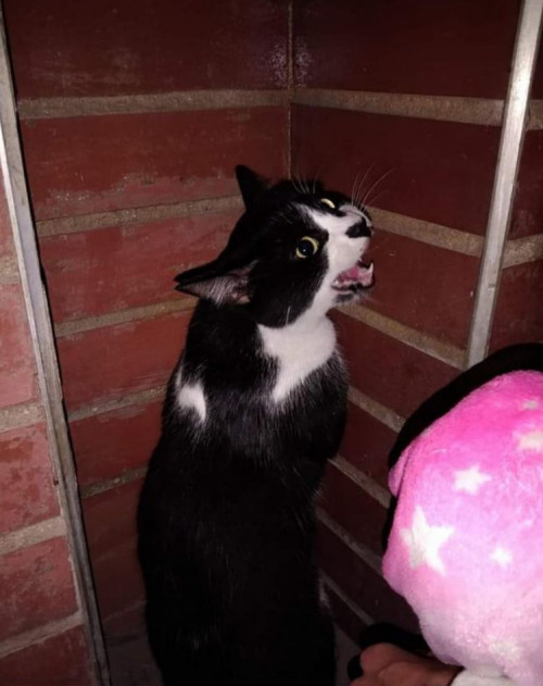 Tom