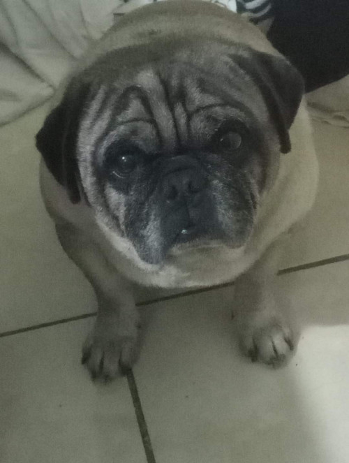 Papi