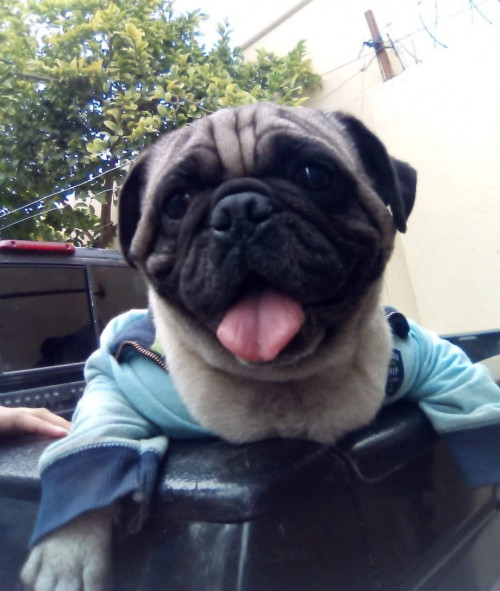 Papi