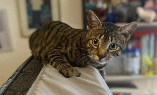 Coco