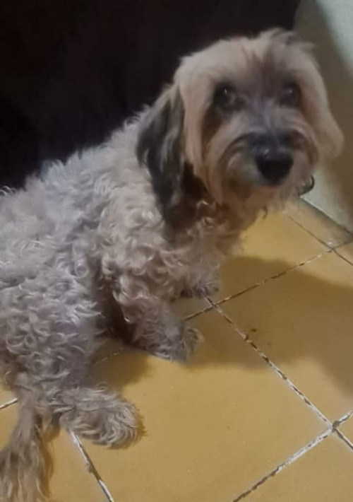 Bisho