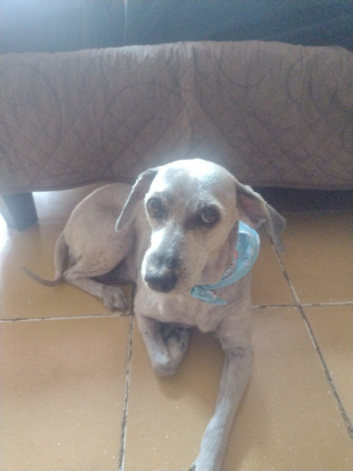Bisho