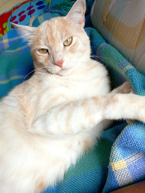 Fabricio