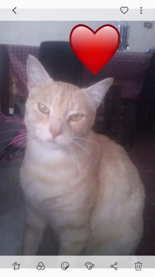 Fabricio