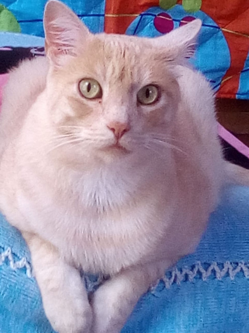 Fabricio