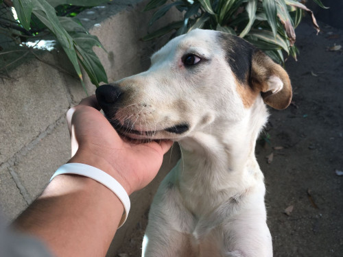 Duke