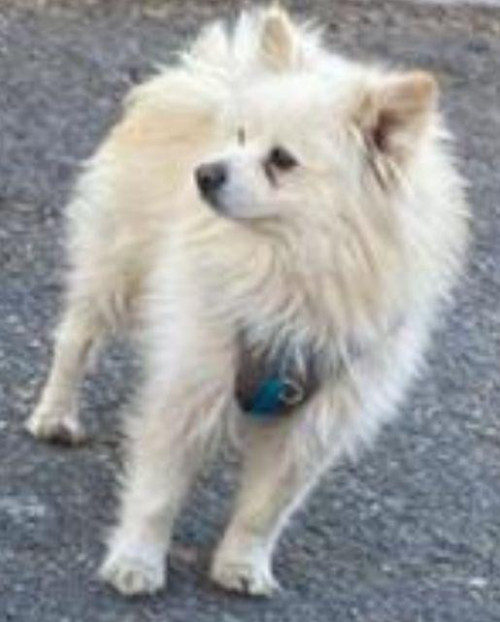 Loky