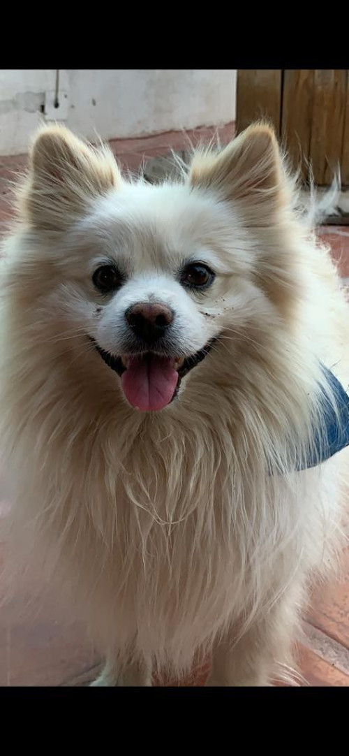 Loky