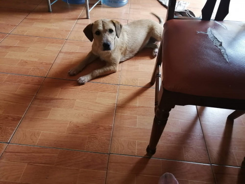 Casiopea Y Desastrosa