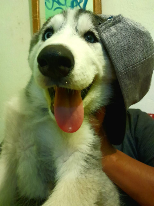 Fogueo