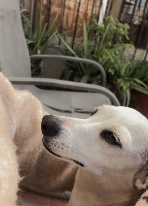 Blanca