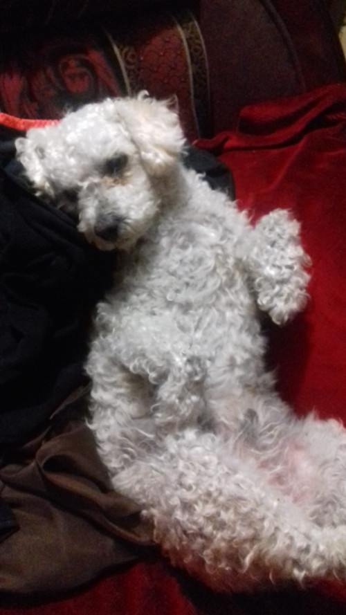 Pachy