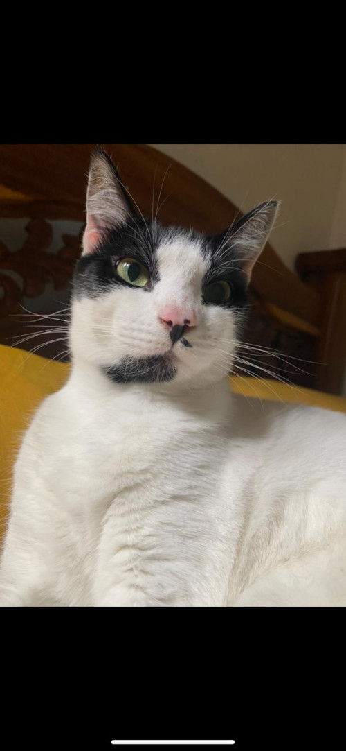 Maya