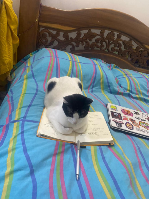 Maya