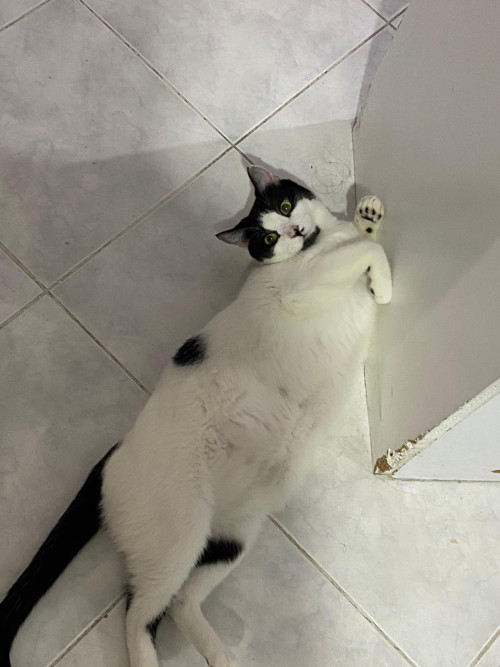 Maya