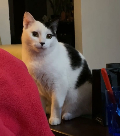 Toñita