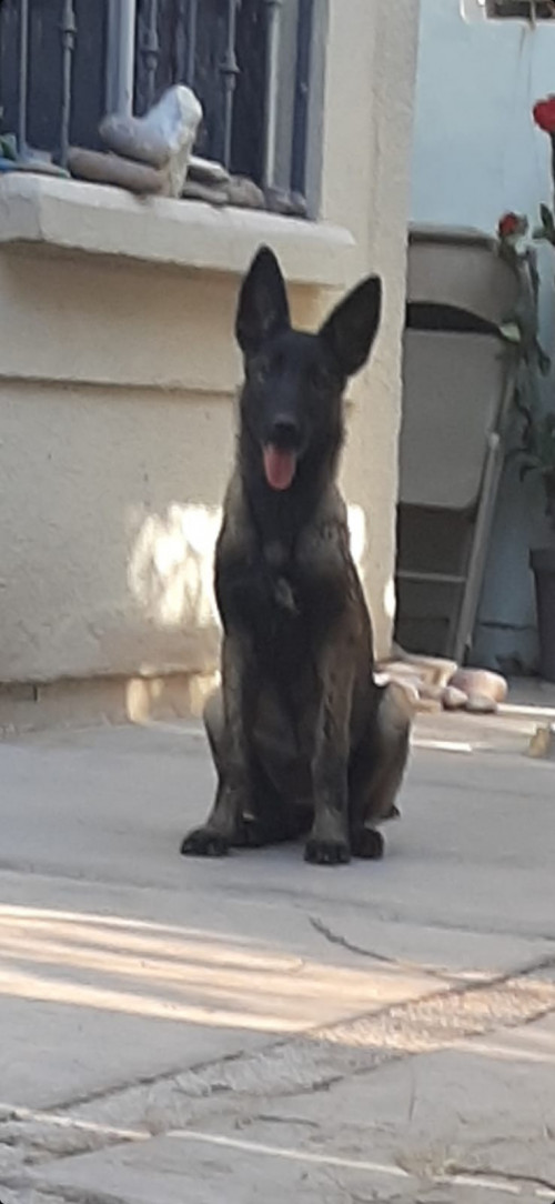 Akia