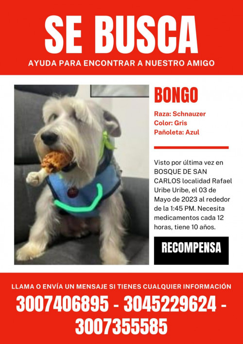 Bongo