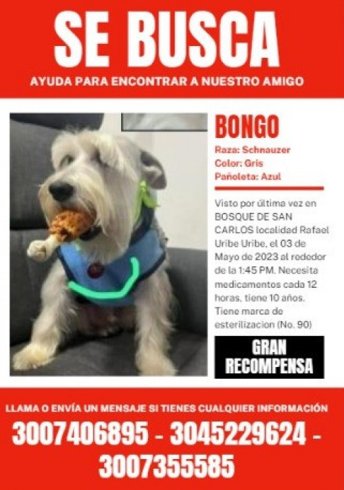 Bongo