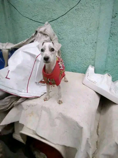 Algodón