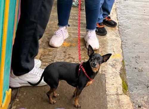 Lila