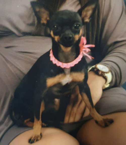 Lila