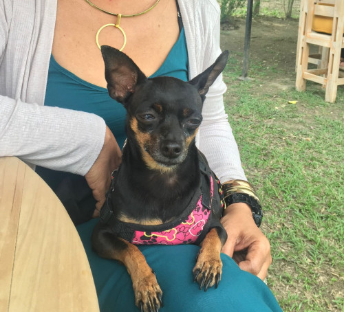 Lila