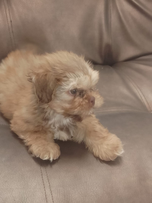 Coco
