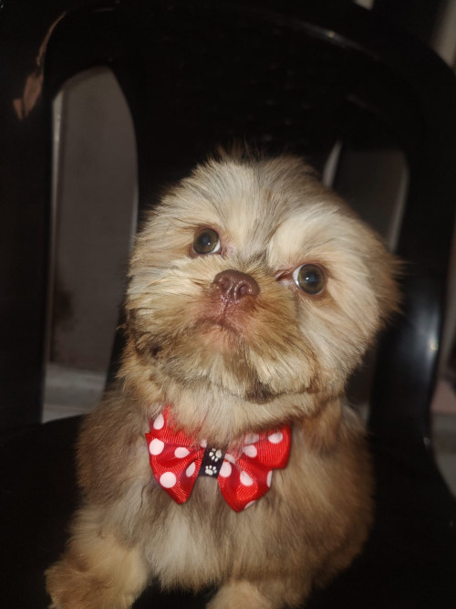 Coco